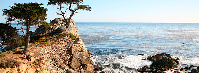 Lonely cypress in Monterey